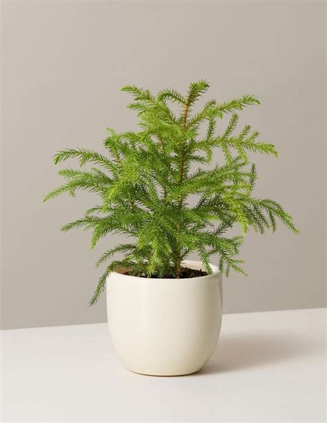 Araucaria heterophylla as an indoor potted plant is a tropical plant and is not cold hardy. Norfolk Island Pine Tree | Holiday Indoor Trees ...