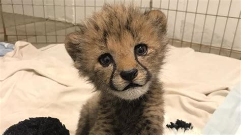 Wildlife Safari In Winston Welcomes New Cheetah Cub Ktvl
