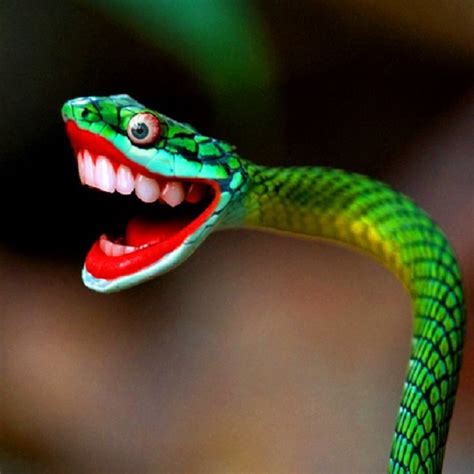 10 Most Venomous Snakes In The World Travel Earth Zohal