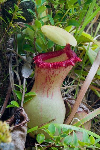 Nepenthes × ventrata is a natural hybrid involving n. Nepenthes ventricosa | Tropical Pitcher Plant | plant lust