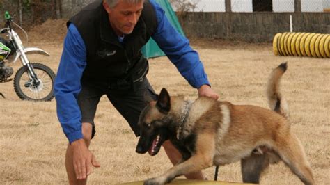 Tipos De Adiestramiento Canino Lee Y Aprende