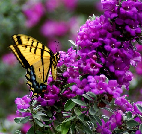 Purple Flowers And Butterfly