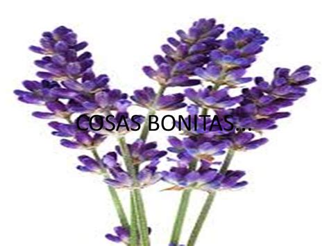 PENSAMIENTOS: COSAS BONITAS...