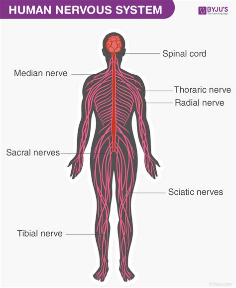 Human Body Nervous System Nervous System Anatomy Anterior Y Posterior