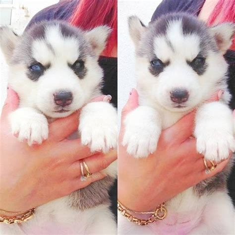 Blue Eyes Siberian Husky Puppies for Adoption - Dogs & Puppies