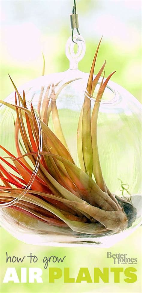 I am trying to identify my cactus that i planted when i xeriscaped last year. How to Keep Your Indoor Plants Alive | Plants, Air plants ...