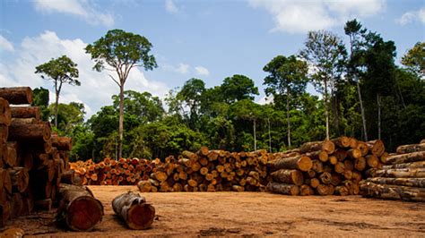 Deforestación Del Amazonas Se Ha Disparado Bajo El Gobierno De Bolsonaro