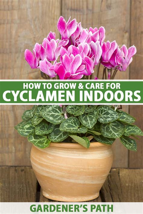 How To Grow And Care For Cyclamen Make House Cool