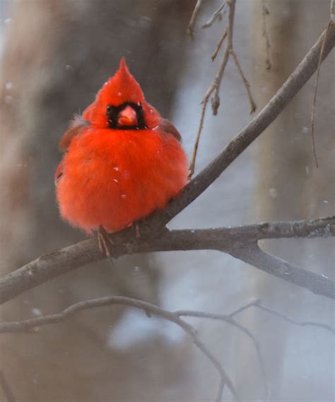 A Really Nice Picture Of A Really Cute Cardinal Rpics