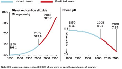 Aprenda 5 Consecuencias Temibles Sobre La Acidificación Del Océano