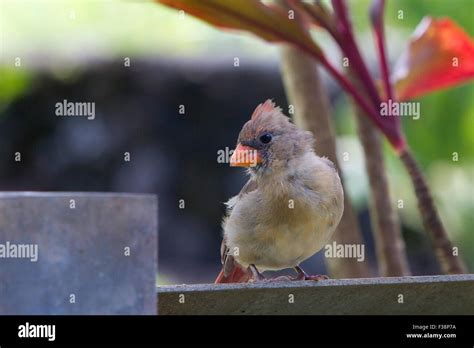 Northern Cardinal Cardinalis Cardinalis Female Perched At Keanae