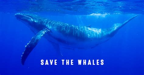 Uk Sign The Petition Save The Whales