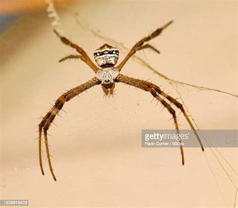 Corner Spider Photos Et Images De Collection Getty Images