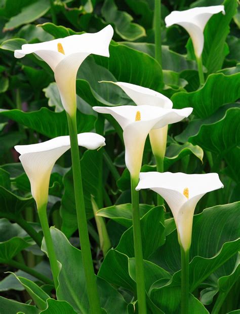 The Calla Lily A Flowering Plant Native To South Africa Sc Garden Guru