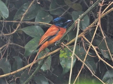 Red-bellied Paradise Flycatcher | BirdForum