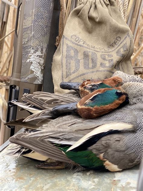 Common Green Winged Teal Species And Hunting Ramsey Russells