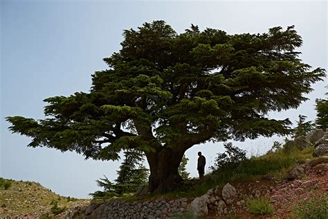 The Lebanon Cedar Tree