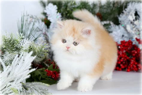 Despite their appearances in cat food commercials, persians can come in a wide range of colors and varieties. Cream & White Persian KittensPre-Loved Persian Kittens For ...