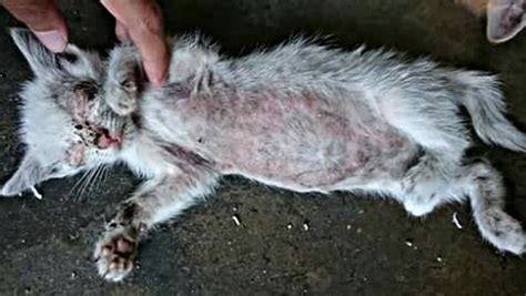 Atau minyak dicampur dengan kunyit. 7 Penyakit Kucing Yang Menular Pada Manusia - HoBinatang