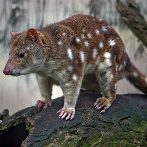 10 Must Know Facts About Quolls Factopolis