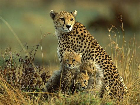 Wildlife Cheetah Animals Background Download Free Images Wallpapic