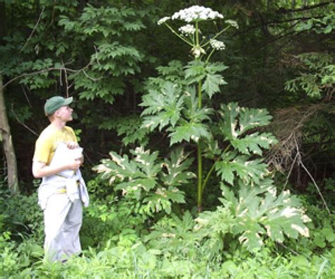 Giant Hogweed Plant May Cause Blindness Severe Skin Irritation And
