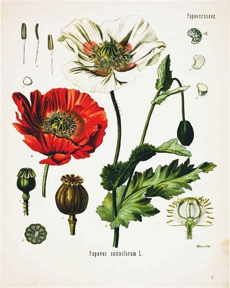 18″ X 24″ And 16″ X 20″ Free Botanical Printables Series 2
