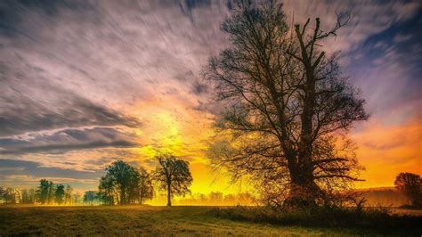 2560x1440 Resolution Spring Trees And Sunset 1440p Resolution Wallpaper
