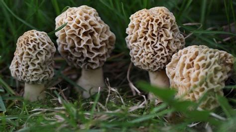 Morels Mushrooms In Michigan All Mushroom Info