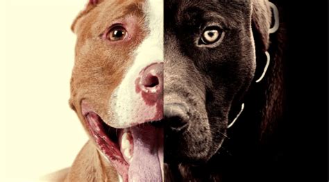 Pitbull food allergy buying guide. 4 Best Dog Foods for Pitbulls with Allergies in 2020(Reviews)
