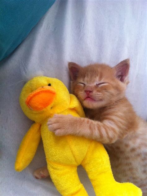 Dis Is My Ducky Meow Moe Kittens Cutest Cats Kittens