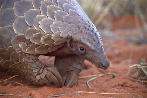 Pangolin is the world leader for laser display systems. Pangolin research at Tswalu - Tswalu