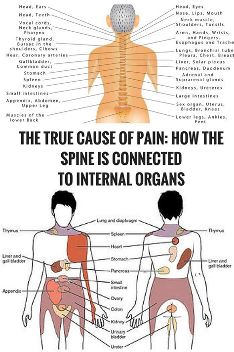 However, there are also organs that are either paired (has left and right sides) or are in this article, discover the 17 major organs on the left side of the body and learn how they function with their paired organ and with other parts of the whole. THE TRUE CAUSE OF PAIN: HOW THE SPINE IS CONNECTED TO ...