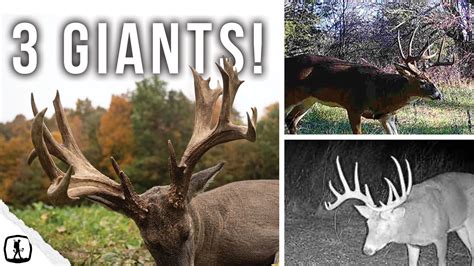 Bowhunting GIANT Whitetails YouTube