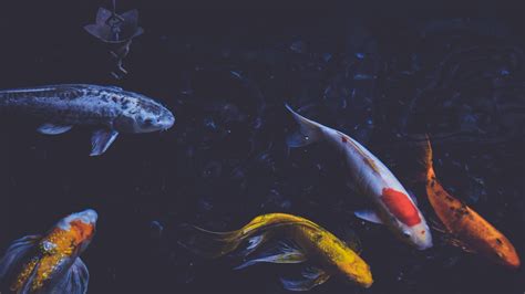 All About Koi Fish Life Tumblr Aesthetic Aesthetic Koi Fish Wallpaper