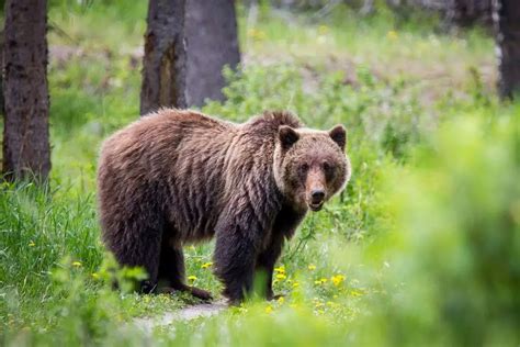 10 Amazing Kamchatka Brown Bear Facts Our Planet 2022