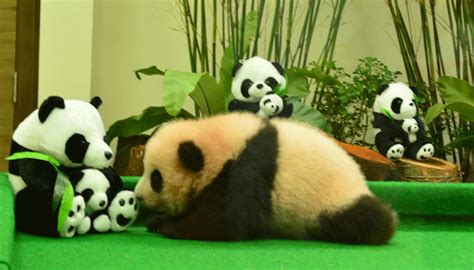 Baby Panda Makes Public Debut In Kuala Lumpur