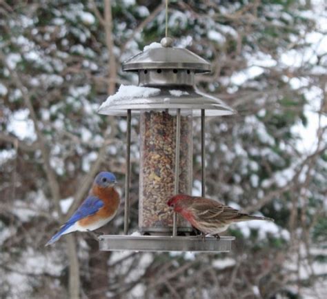 Winter Scene Bird Feeder With Hungry Feathered Friends