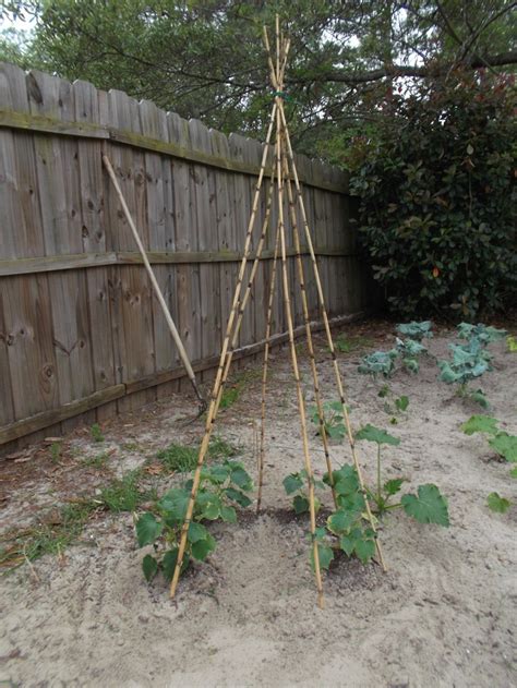 The Cucumber Teepee Is Taking Shape The Garden Pinterest