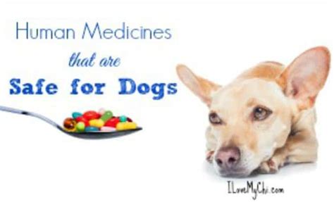 What Decongestant Is Safe For Dogs
