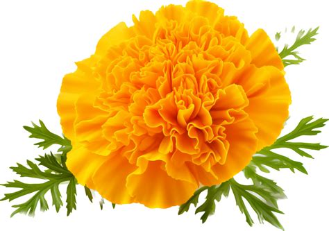 Marigold Png With Ai Generated 30581294 Png