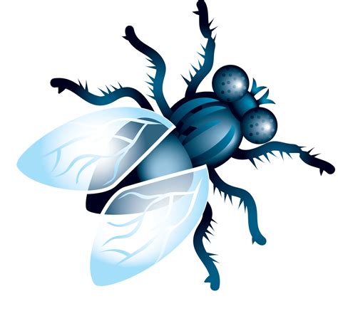 Fly Png Image Transparent Image Download Size 1262x1165px