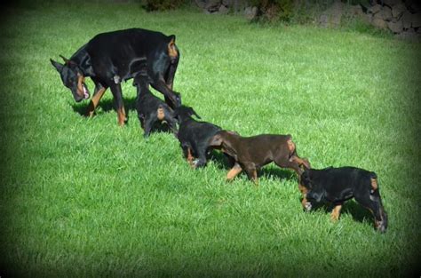 Doberman pinscher puppies and dogs. Doberman Pinscher puppy dog for sale in Bend, Oregon