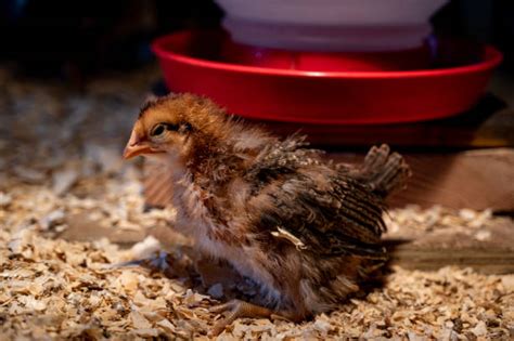 Chicken Brooder Stock Photos Pictures And Royalty Free Images Istock