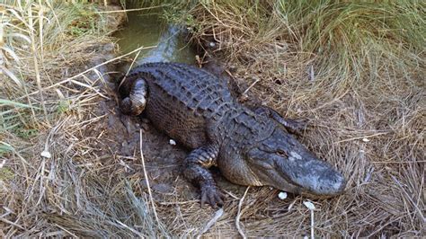 Florida Alligator Hunting Season 2022 Bodnar Kishaba99