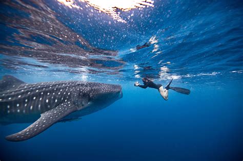 What it's Like to Swim with Sharks Around the World