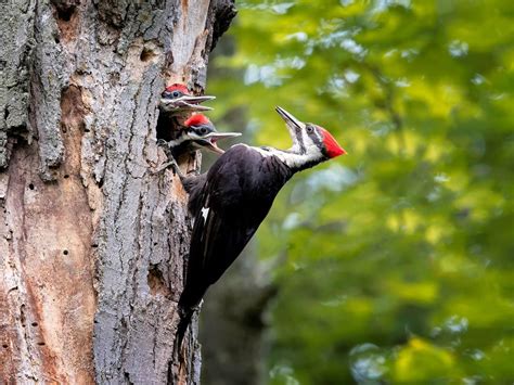 Female Pileated Woodpeckers Male Vs Female Identification Birdfact