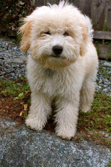 Brittany's mini whoodles, ava, missouri. 1000+ images about Oodle Whoodle on Pinterest | Terriers ...