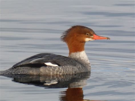 Geotrippers California Birds A Spectacular Duck Hooded Mergansers At