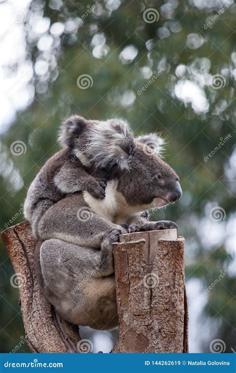 Cute Embracing Couple Of Australian Koala Bears Mother And Its Baby